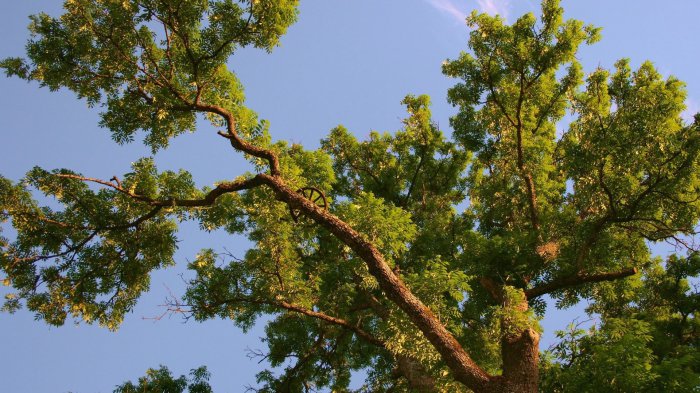 Обои на рабочий стол / Sbornik oboev 264