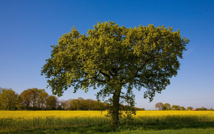 Обои на рабочий стол / Sbornik oboev 264