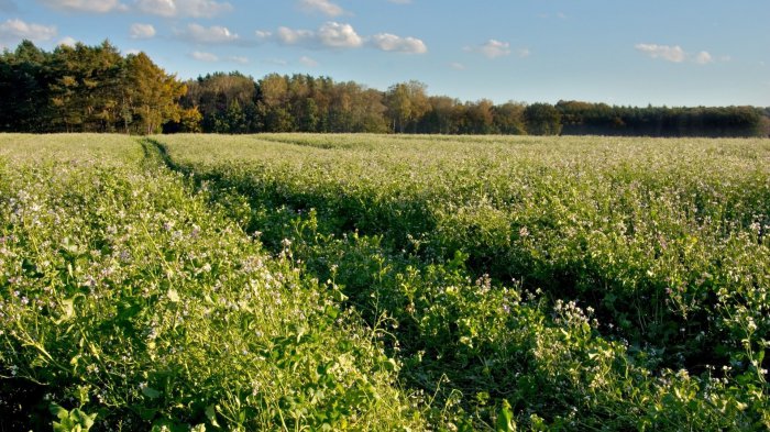 Обои на рабочий стол / Sbornik oboev 264