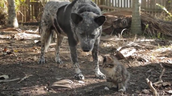Собака дружит с котёнком-инвалидом