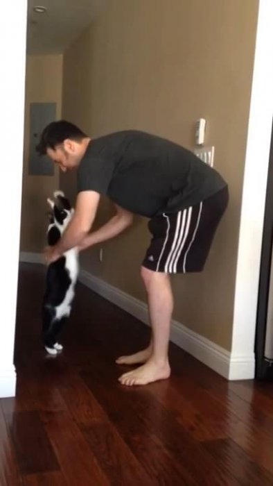 Кошачьи обнимашки