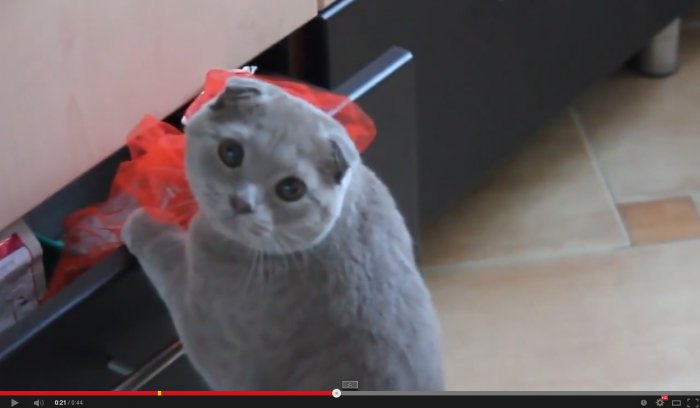 Коварный кот