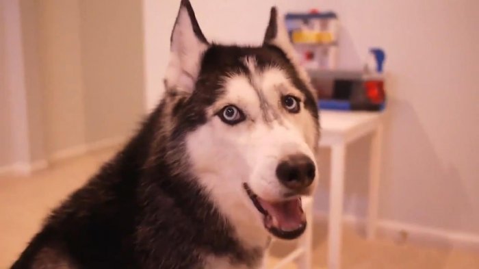 Хаски по кличке Мишка поёт под гитару