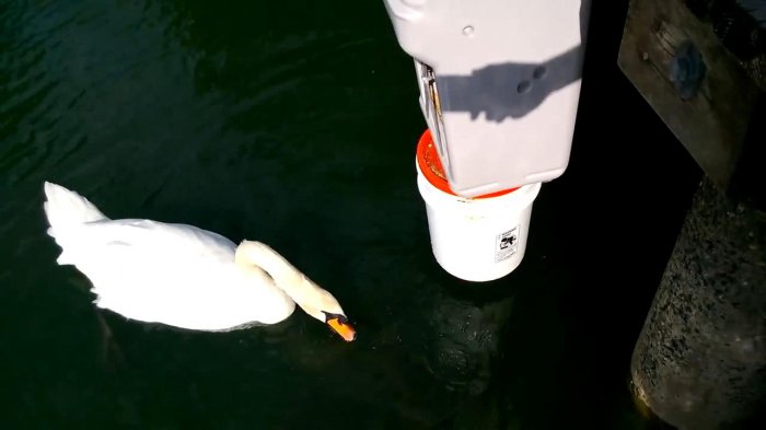 Лебедь кормит рыбок