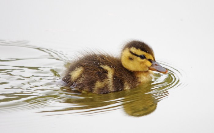 Обои на рабочий стол / Sbornik oboev 327