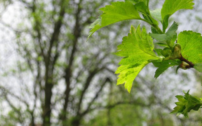 Обои на рабочий стол / Sbornik oboev 327