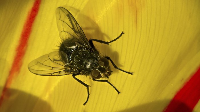 Обои на рабочий стол / Sbornik oboev 329