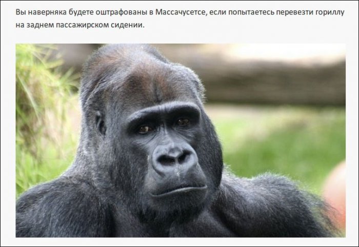 Самые нелепые правила дорожного движения из разных стран (19 фото)