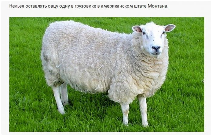 Самые нелепые правила дорожного движения из разных стран (19 фото)