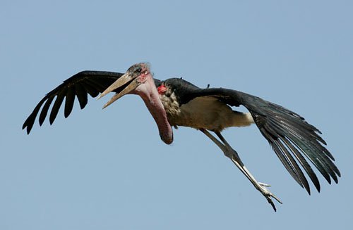 Бешеный аист атакует