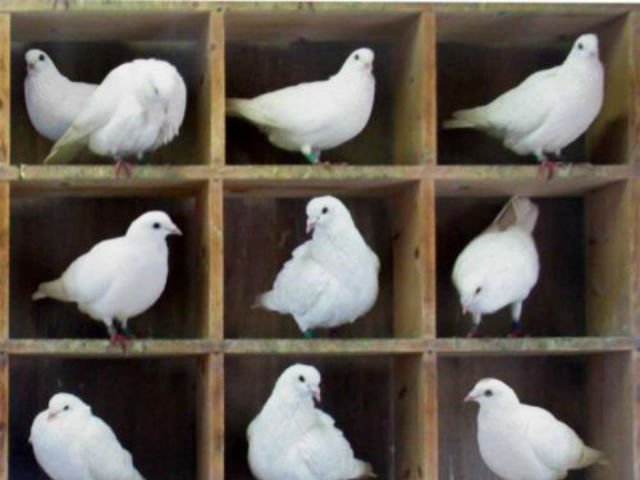 Физики описали парадокс квантовой голубятни