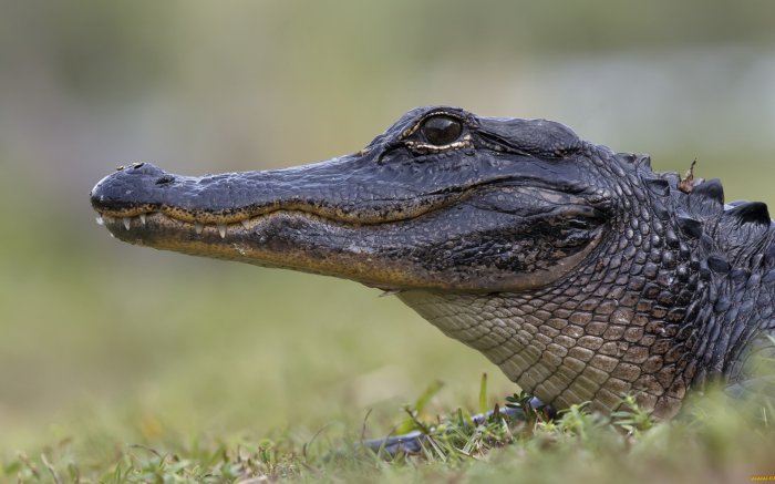 Обои на рабочий стол / Wallpapers. HQ. Mix 626