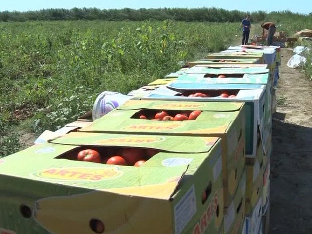 В Дагестане готовы выращивать в два раза больше сельхозпродукции