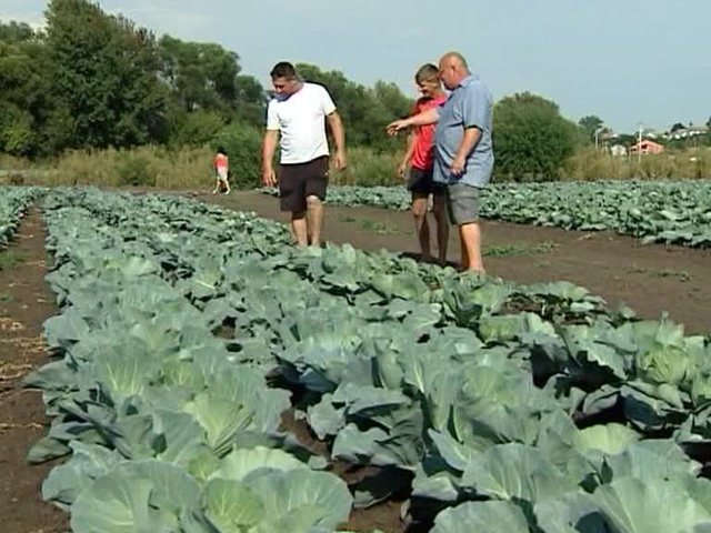Богатые урожаи помогут российским фермерам наполнить рынок продуктами