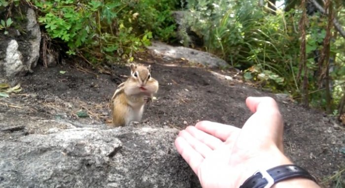 Смелый бурундук