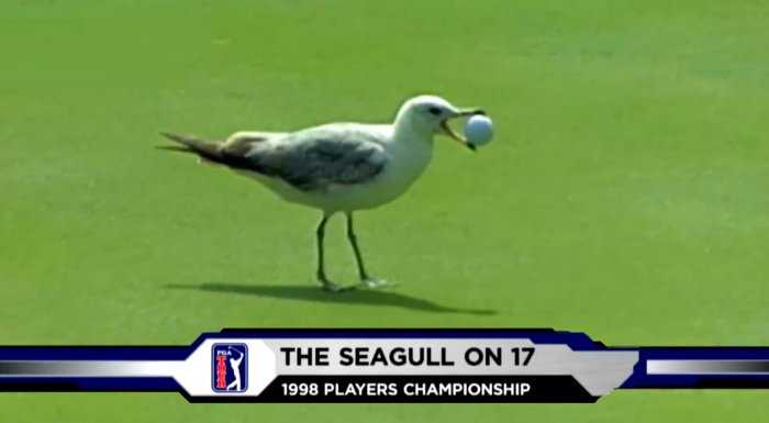 Гольф - Топ 10: Вмешательств животных