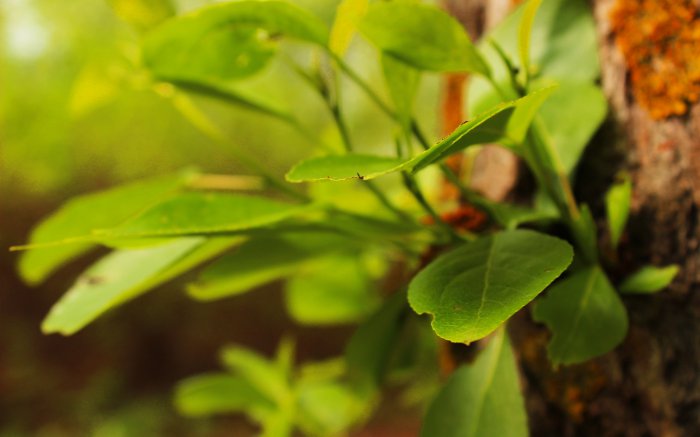 Обои на рабочий стол / Best HD Wallpapers Pack 1333