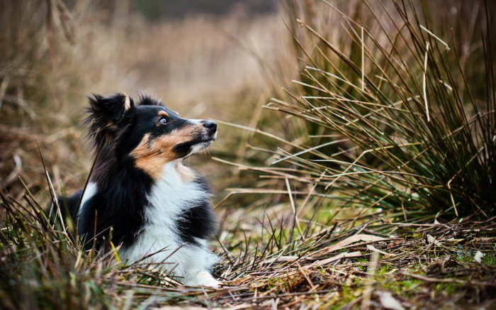 Обои на рабочий стол / Best HD Wallpapers Pack 1333