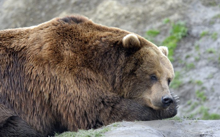 Обои на рабочий стол / Best HD Wallpapers Pack 1333