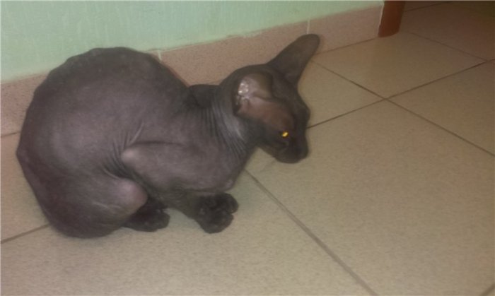 Помогите, найден кот-СФИНКС в районе Бугача на Калинина!