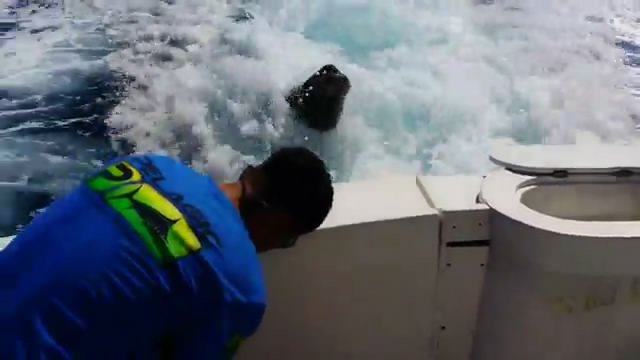 Тюлень залез на палубу. Смех
