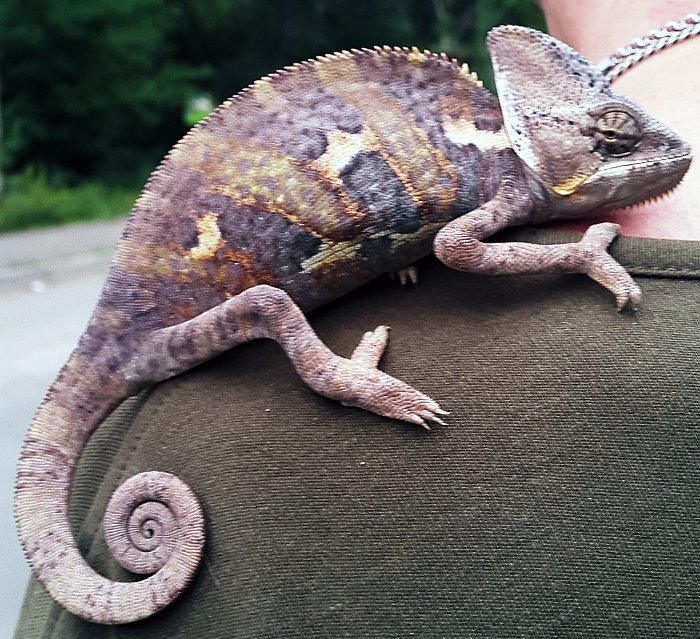 10 фактов о хамелеонах