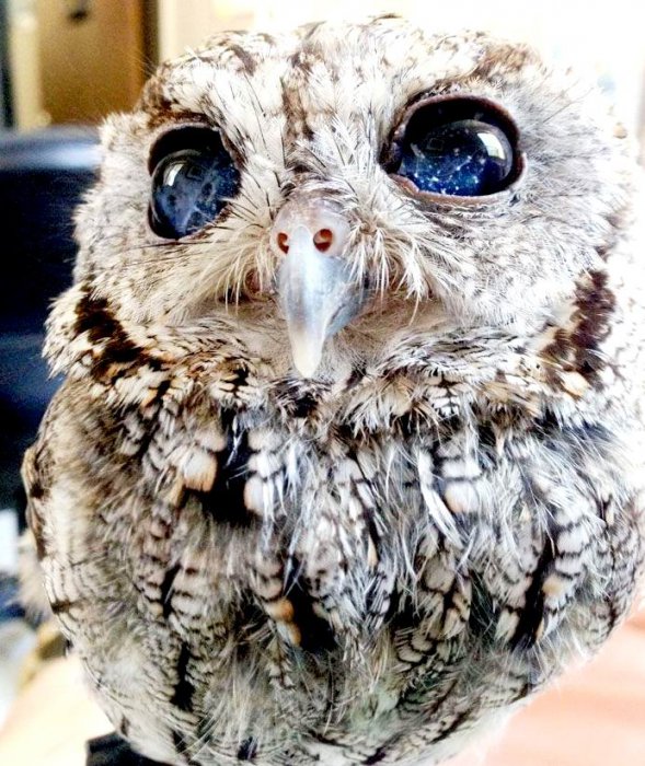 Зевс – сова с космосом в глазах