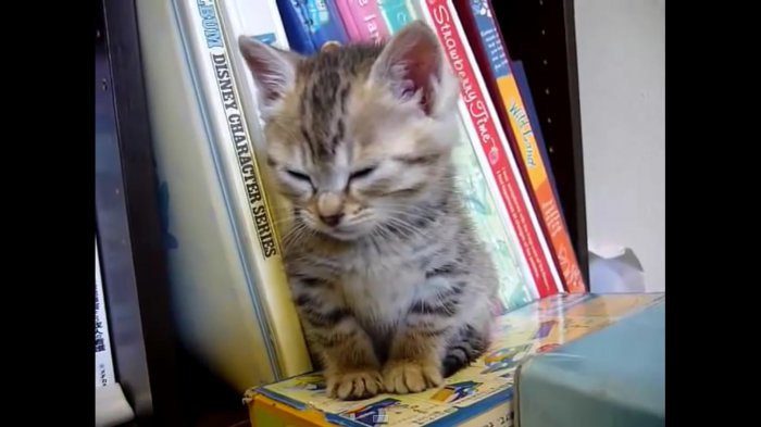 Миленький котенок