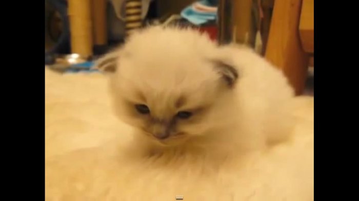 Ох,какой няшной котеночек