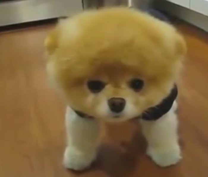 Очень смешная домашняя собака