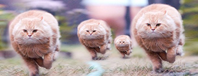 Котята атакуют