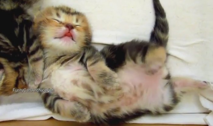 Котики во сне гоняются за мышками