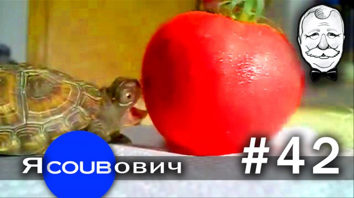 яCOUBович - лучшие coub #42
