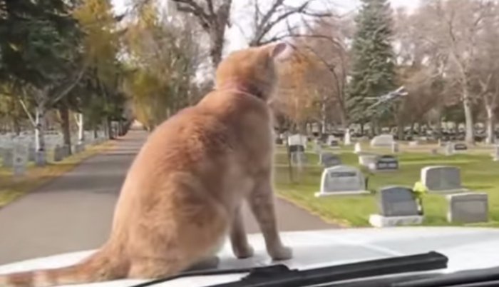 Кот едет на капоте