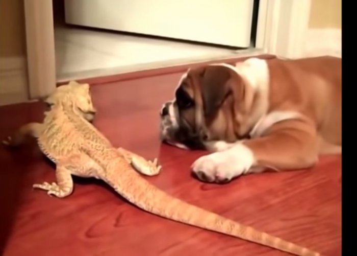 Смешные бульдоги