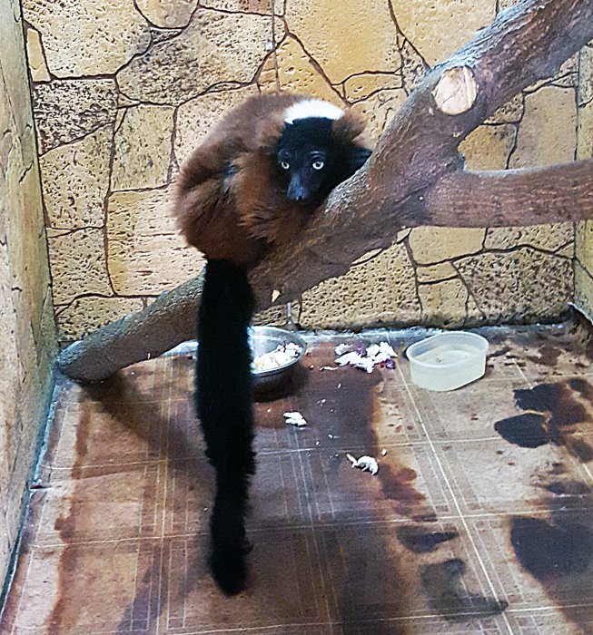 В Красноярске работает уникальная выставка известного коллекционера-биолога