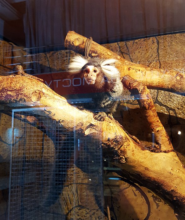 В Красноярске работает уникальная выставка известного коллекционера-биолога