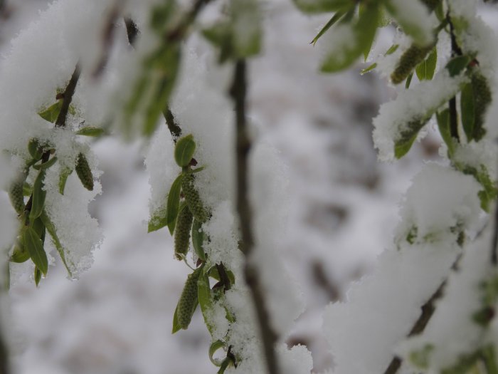 Красноярск 9-е мая