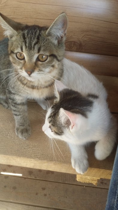 Ищем добрые ручки двум котятам