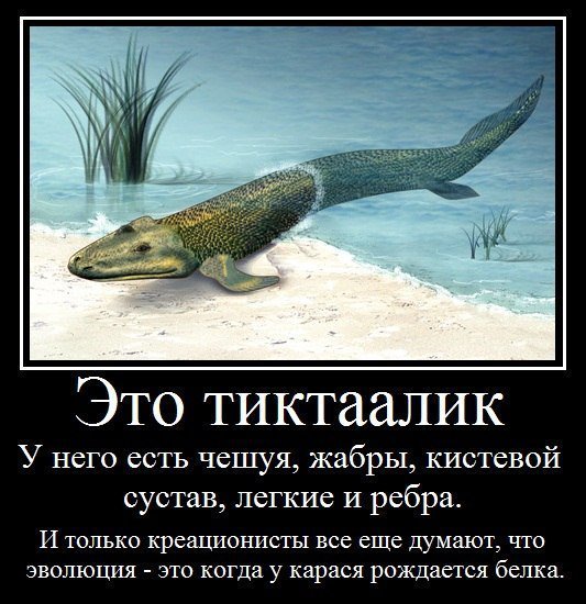 Про эволюцию по полочкам
