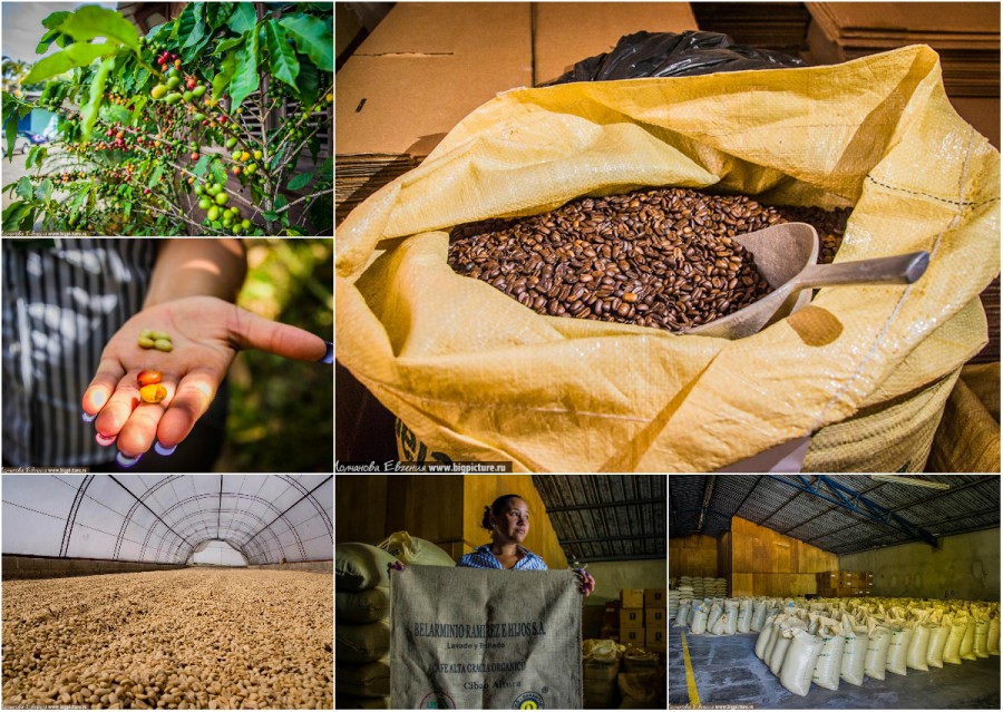 Как в Доминикане выращивают кофе Как в Доминикане выращивают кофе