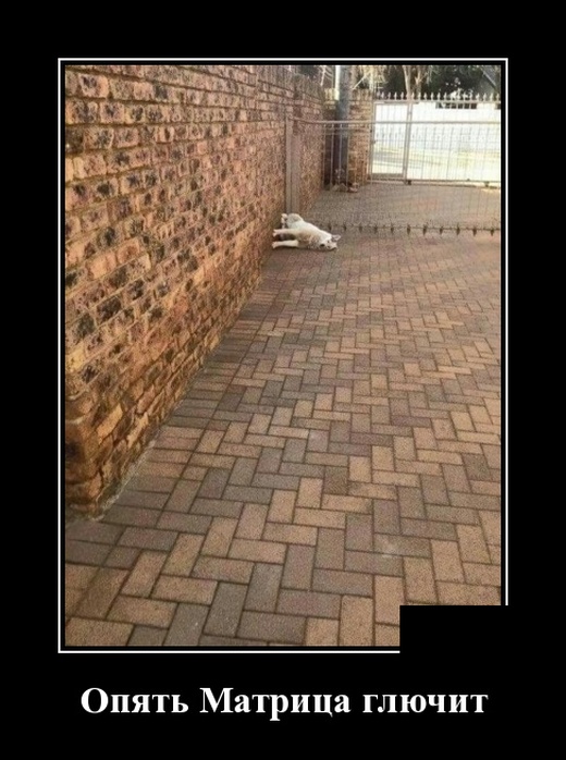 Демотиваторы