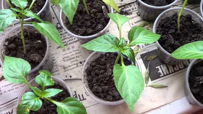 Восемь предметов советского быта, бесследно ушедшие из наших домов Восемь предметов советского быта, бесследно ушедшие из наших домов