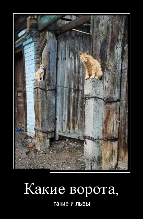 Демотиваторы