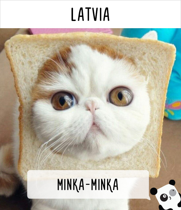 Как в разных странах мира зовут кошек