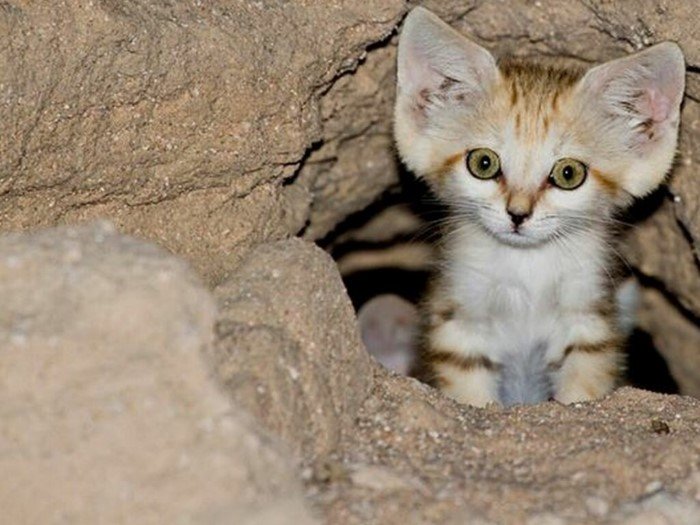 Самые маленькие кошки Самые маленькие кошки