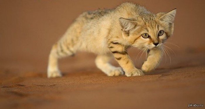 Самые маленькие кошки Самые маленькие кошки