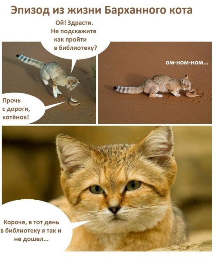 Самые маленькие кошки Самые маленькие кошки