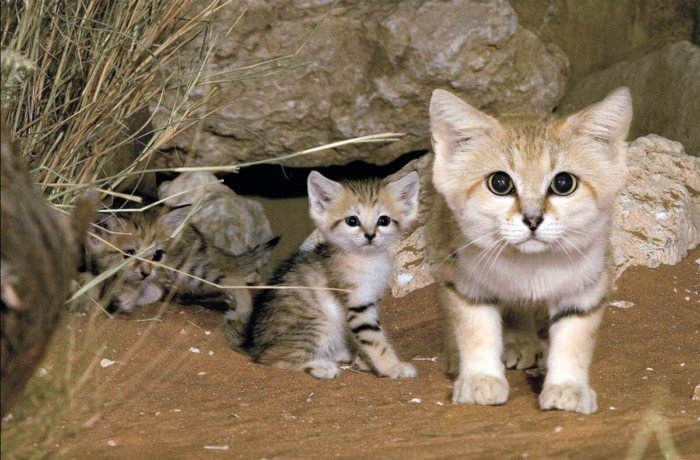 Самые маленькие кошки Самые маленькие кошки