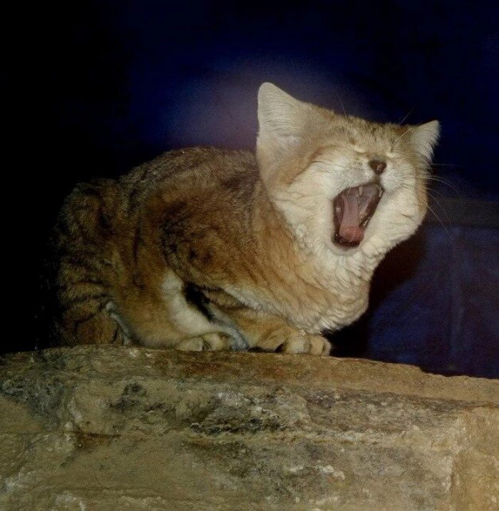 Самые маленькие кошки Самые маленькие кошки